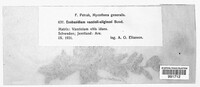 Exobasidium vaccinii-uliginosi image